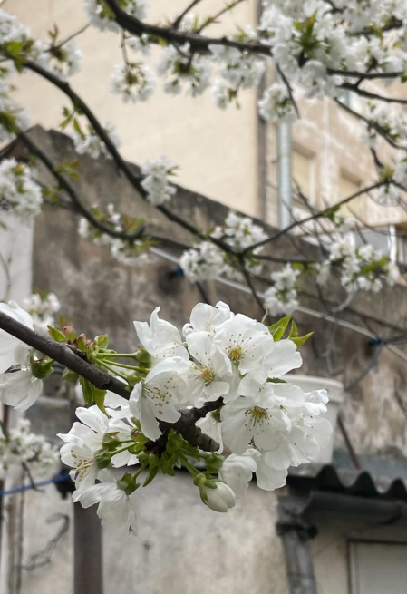 Cerezo en flor en Huarte. /