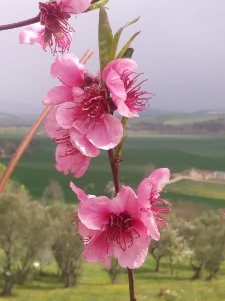 Frutales en flor.