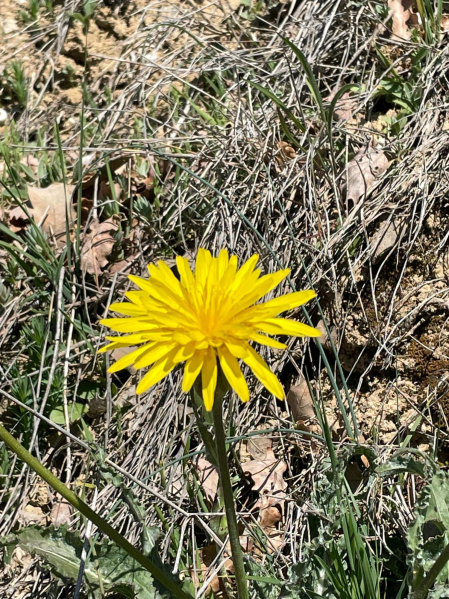 Reventó la primavera