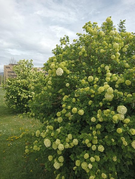 Primavera en Sarriguren.