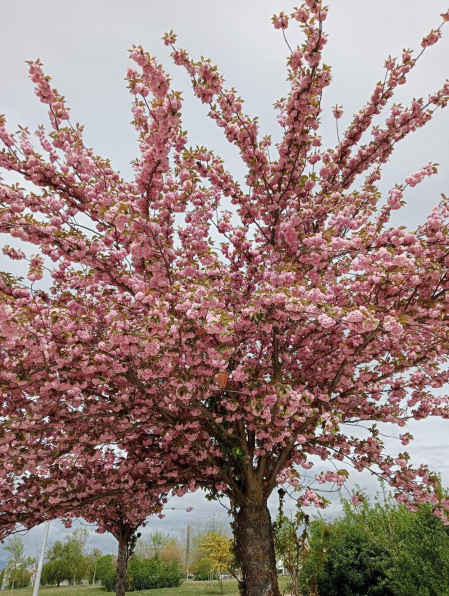 Fotos de la primavera de los lectores