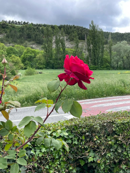 Rosa solitaria en Ollacarizqueta.