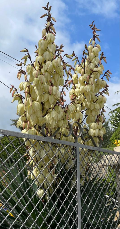 foto primavera