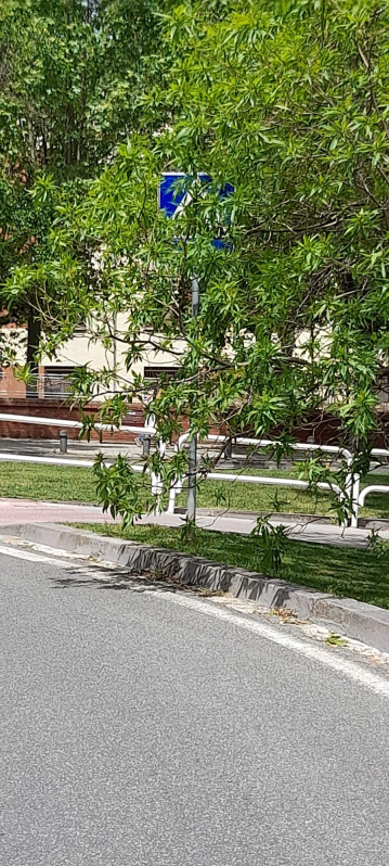 Calle Abejeras con plaza de los Fueros. O podamos el árbol o quitamos la señal de aviso; son incompatibles. Además avisa precaución ante un paso de peatones.