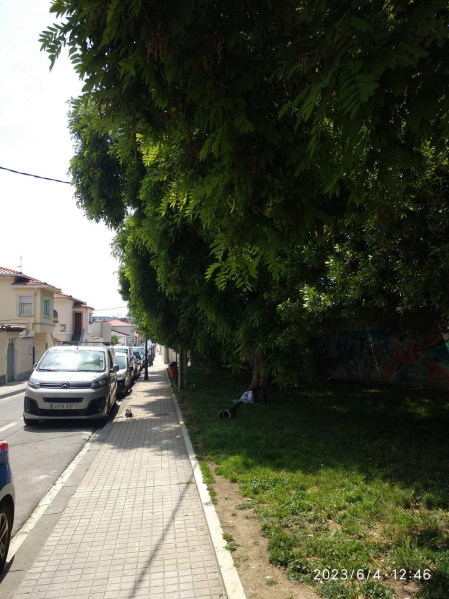 Zona muy frecuentada con grandes árboles sin podar que caen sobre aceras, cables de tensión, farolas (foto), desproporcionados. Nunca se hace nada. Llegan hasta el suelo. Calle Cendea de Iza, Chantrea.