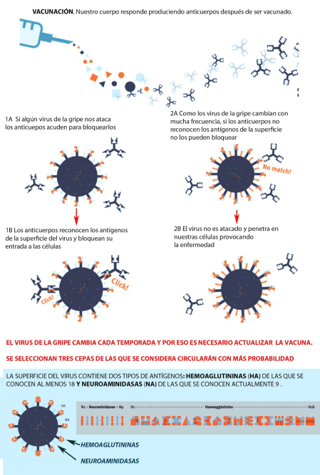 Esquema del virus de la gripe y la necesaria actualización anual de las vacunas