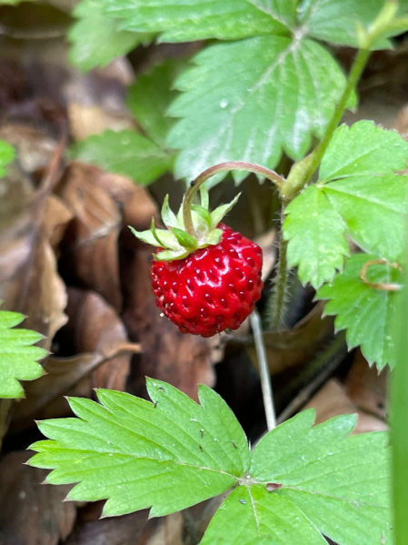 Fresas silvestres….!! Esteríbar.