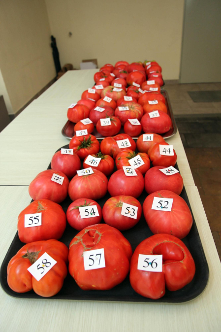 Fotos del Concurso de Tomate Feo de Tudela 2023.