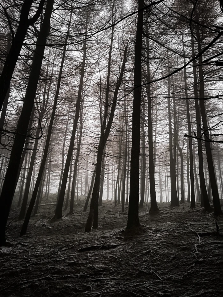 Fotografía de un bosque en Ibañeta que ha sido elegida como uno de los “rincones favoritos” de España