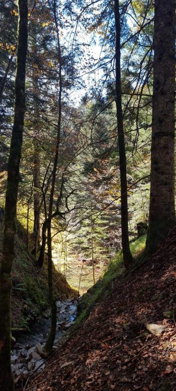 Selva de Irati. /