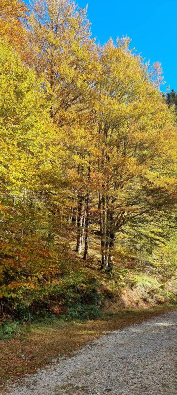 Selva de Irati. /