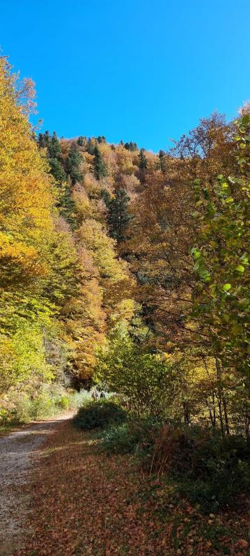 Selva de Irati. /