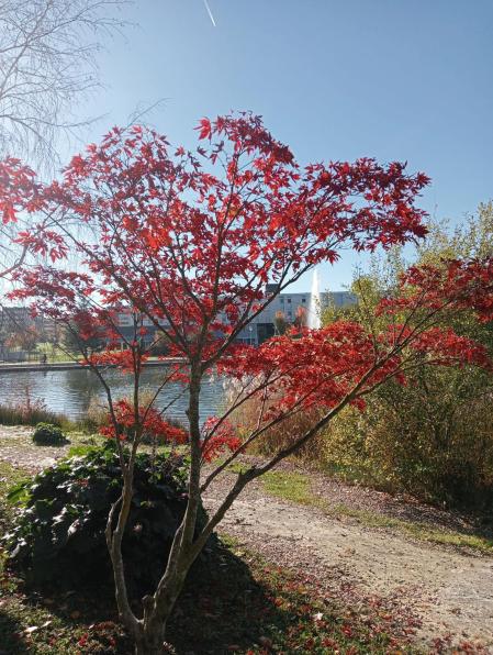 Otoño