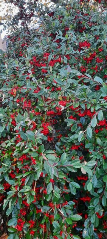 Jardín en Mutilva.
