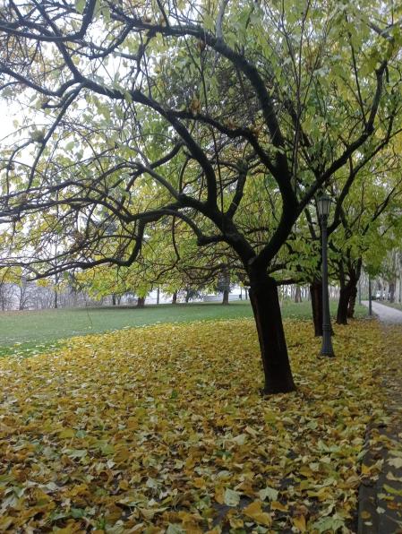 Otoño, Taconera.