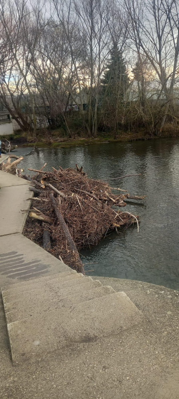 Las pasarelas del río Arga están taponadas y esperando que alguien las limpie. /