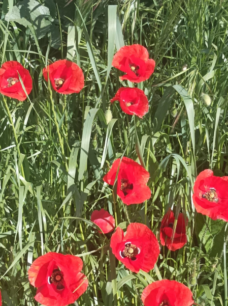 Primavera en Mendaza.