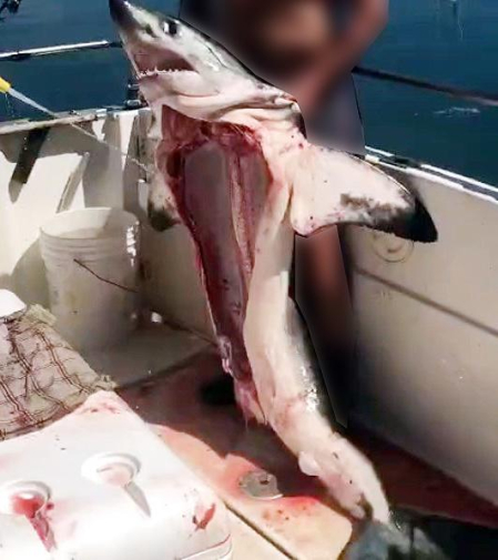 Investigado un hombre que aparecía en un vídeo con un tiburón muerto y sin vísceras de una especie protegida
29/04/2024