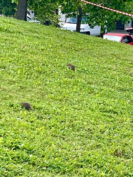Ratas en el parque Alfredo Landa de Lezkairu. /