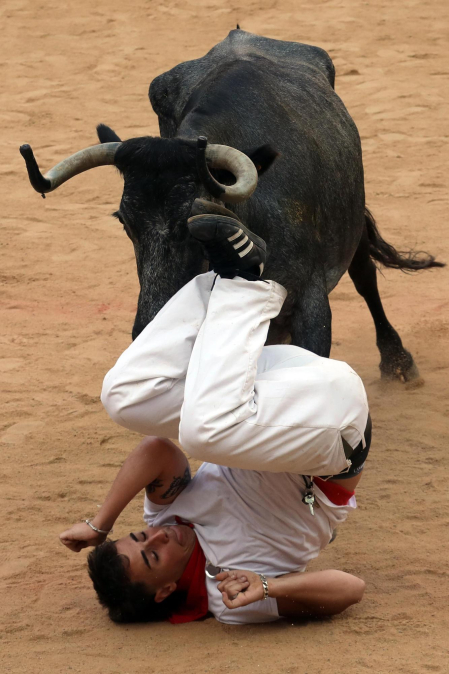 Vaquillas en la plaza de toros de Pamplona tras el segundo encierro de San Fermín 2024. |