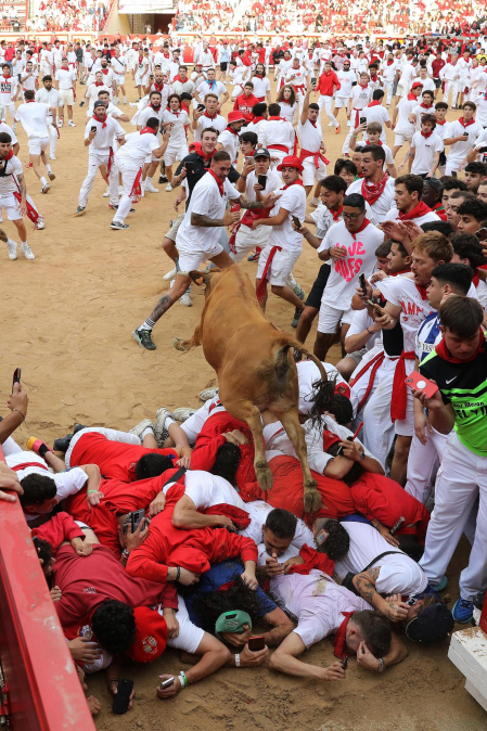 Vaquillas en la plaza de toros de Pamplona tras el segundo encierro de San Fermín 2024. |