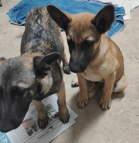 Los perros localizadaos encontrados en Puente la Reina son cachorros y se encuentran en buen estado de salud