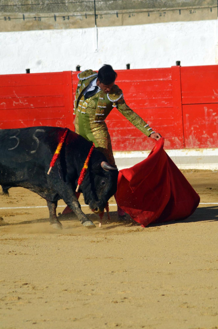 Fotos de la novillada y la cornada a Miguel Serrano en Peralta. /