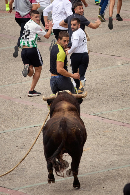 Fotos del primer toro ensogado de Lodosa./