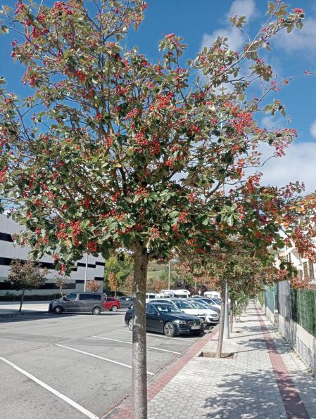 Otoño en Sarriguren.