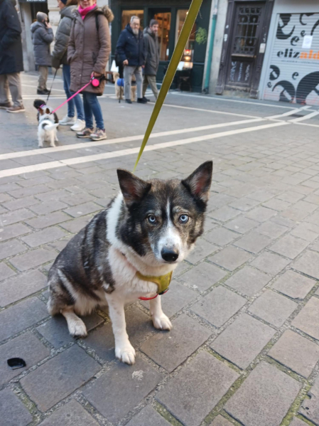 Sora, una de las mascotas que ha sido bendecida