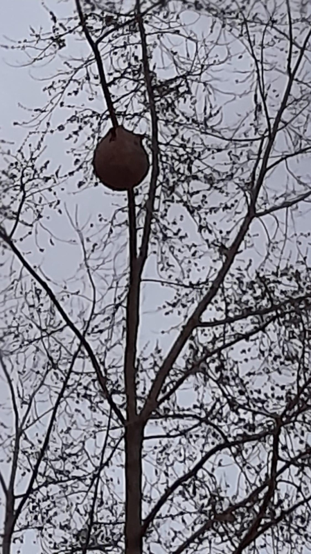 Nido de avispa asiática en un árbol frente a la calle Pintor Maeztu n° 4 de Pamplona. /