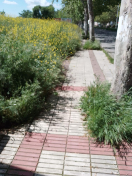 La maleza cubre la acera en el polígono de Agustinos.