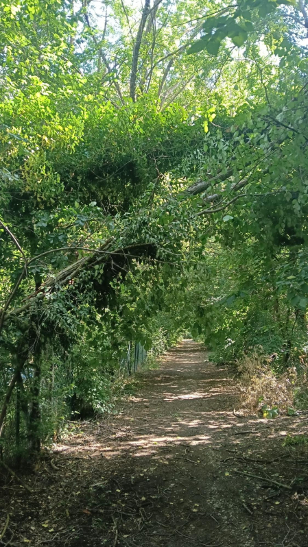 Árbol a punto de caer en el paseo del Arga