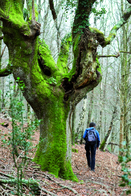 Enormes ejemplares de roble se desperdigan por el bosque de Aire Leku, en el que también pueden verse pequeñas manchas de acebos.