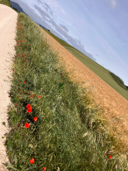 Explosión de amapolas a lo largo del camino. Zolina-Mutilva