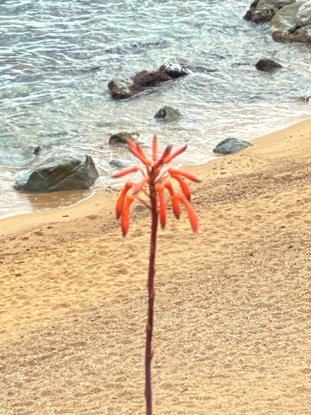 Flora de primavera
