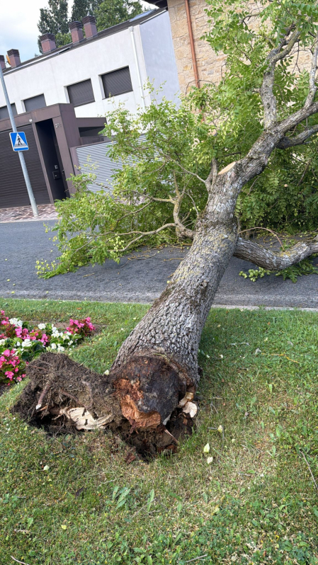Un árbol caído en Mutilva por la tormenta