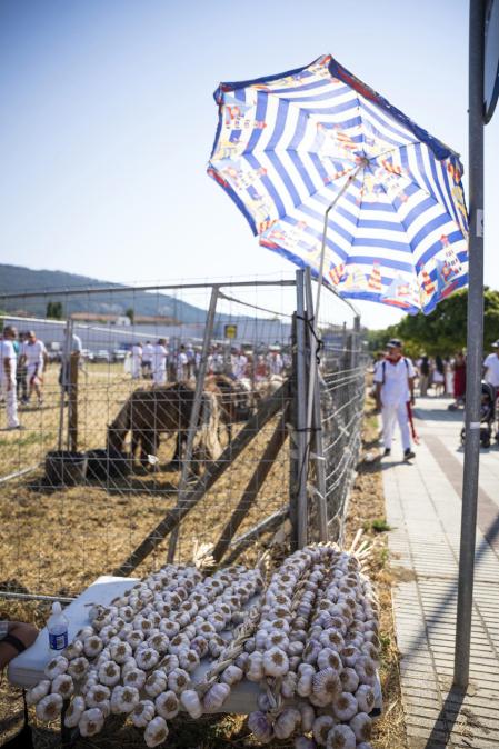 Fotos de la feria de ganado de San Fermín 2026