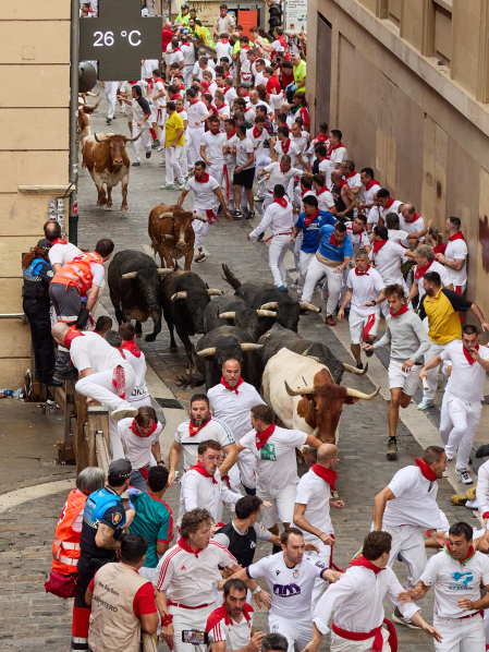 Fotos del séptimo encierro de San Fermín 2026 con toros de Miura en la cuesta de Santo Domingo y plaza del Ayuntamiento.