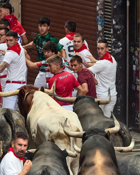 Fotos del séptimo encierro de San Fermín 2026 con toros de Miura en la cuesta de Santo Domingo y plaza del Ayuntamiento.