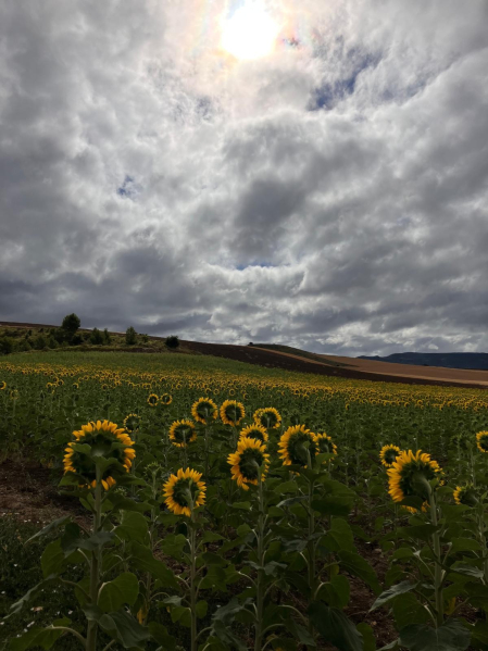 Girasoles en formación mirando al sol