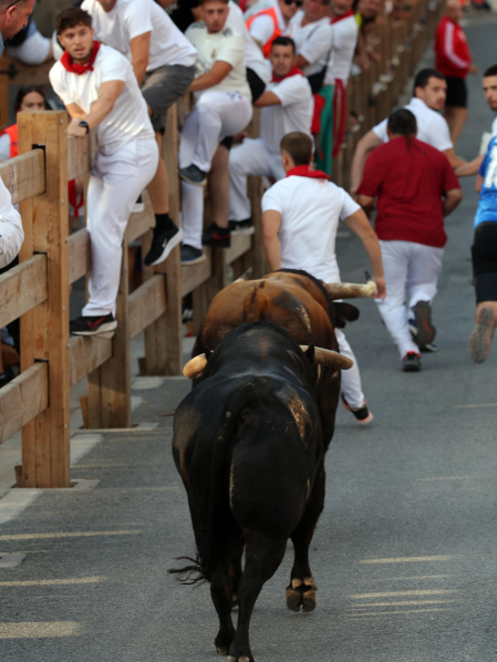 Fotos del segundo encierro de fiestas de Tafalla 2026