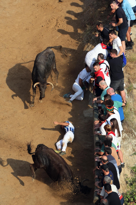 Fotos del primer encierro del Pilón de Falces 2026