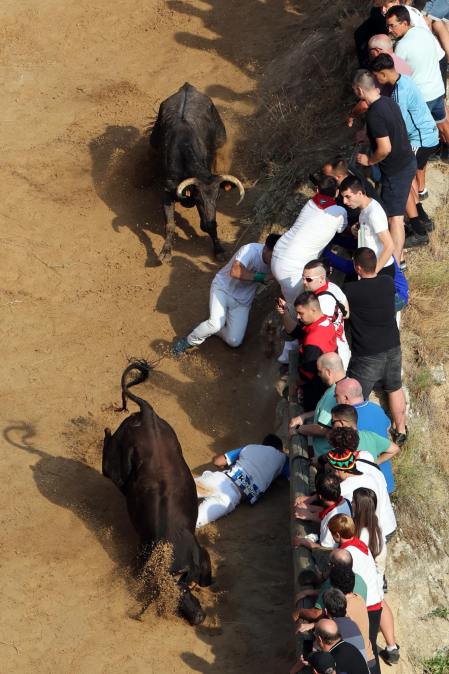Fotos del primer encierro del Pilón de Falces 2026