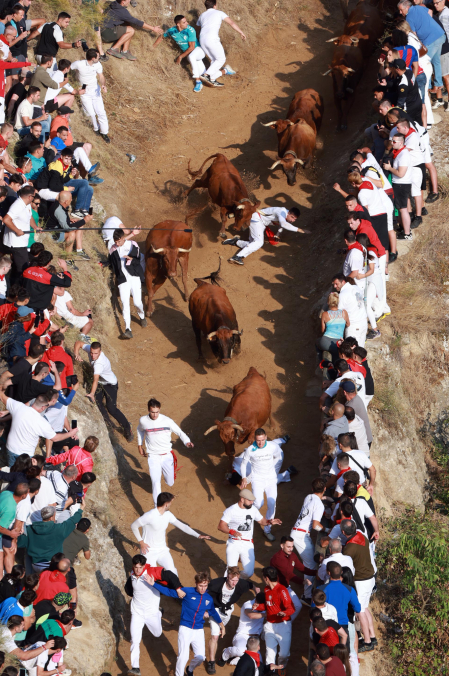 séptimo encierro del Pilón de Falces 2026.