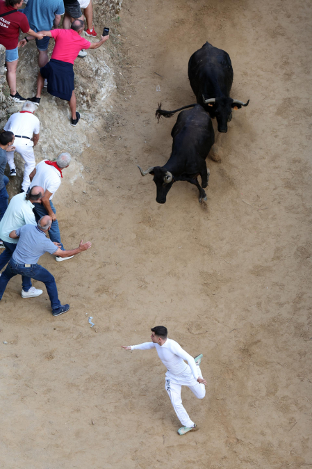 Octavo encierro del pilón de Falces