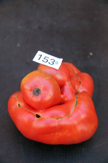El ganador del tomate Más Feo fue el de Jesús Moreno, cultivado en la Mejana. “Para lograr un tomate así no hay secretos. Solo darle los cuidados necesarios..., y nada más”, indicó Moreno, quien dedicó el premio a sus compañeros de la empresa de inserción laboral Mejana Gourmet de la Fundación Tudela Comparte
