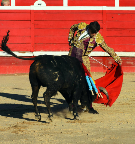 Toros de la Dehesa de Guadarrama para los novilleros forales Aarón Navas, Pablo Hernández y Pacho Jiménez en la novillada de fiestas de Sangüesa el 15 de septiembre