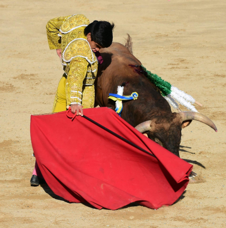 Novillada en Sangüesa con toros de José Luis Pascual para los diestros Aarón Navas y Jesús Mariano.