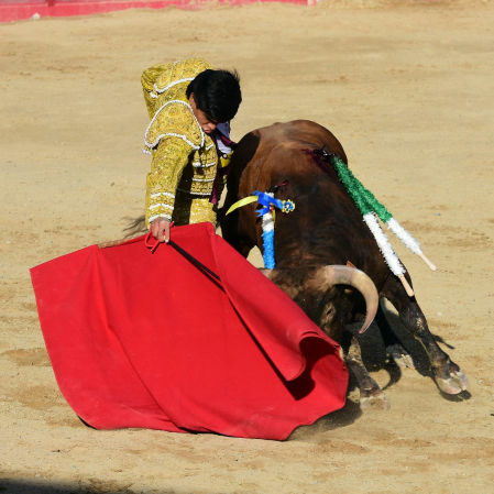 Novillada en Sangüesa con toros de José Luis Pascual para los diestros Aarón Navas y Jesús Mariano.